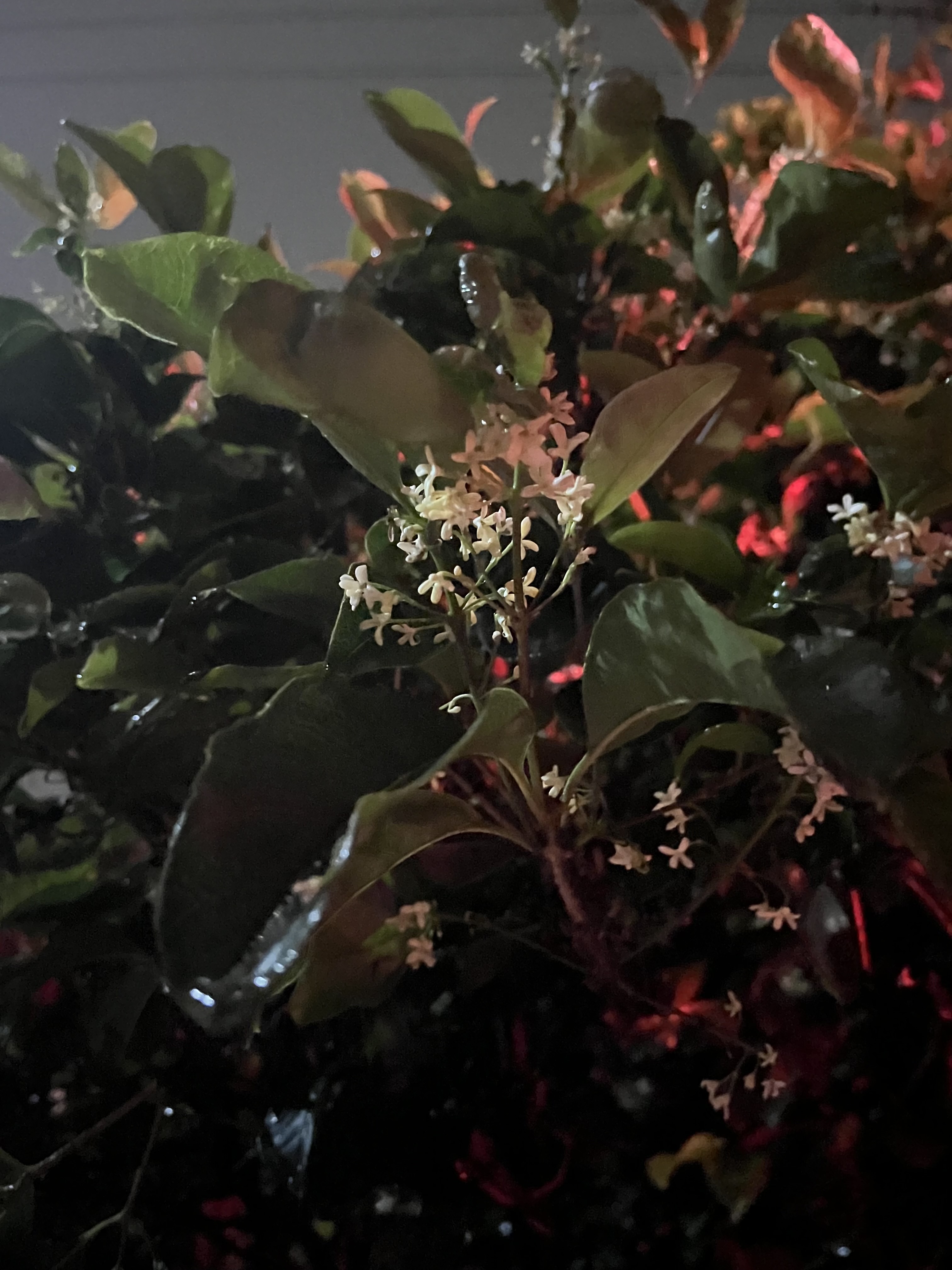 オマツリライトノキ